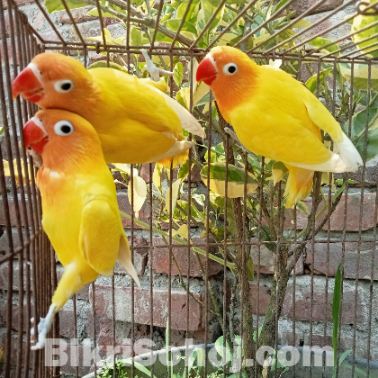 Yellow Ficer love birds